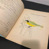 Birds Activity Book One J. Potzger 1936
